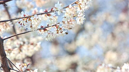 春天复苏白色樱桃花视频的预览图