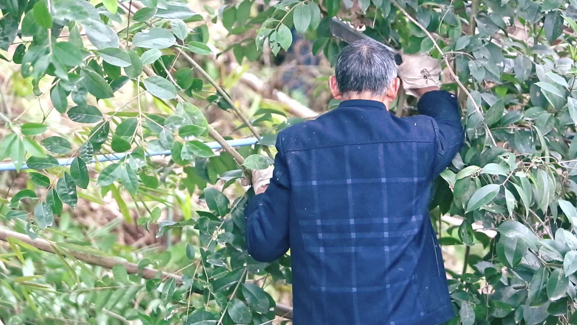 农村生活砍柴劈柴视频的预览图