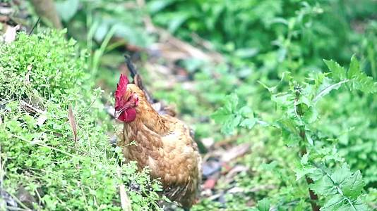 农家散养生态土鸡视频的预览图