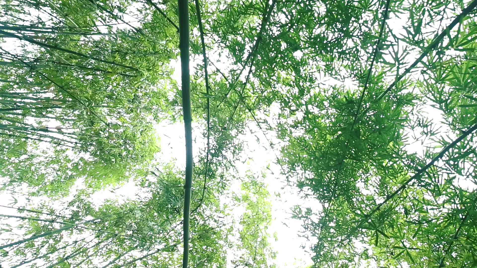 竹林竹子绿色自然视频的预览图