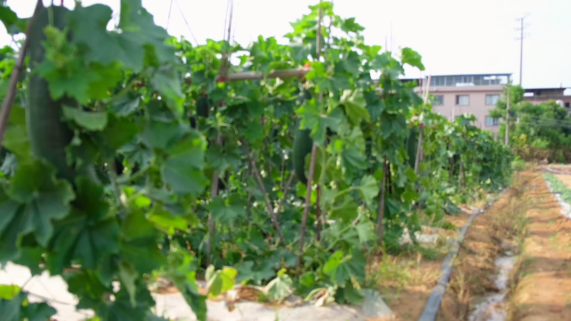 丰收的季节蔬菜冬瓜视频的预览图