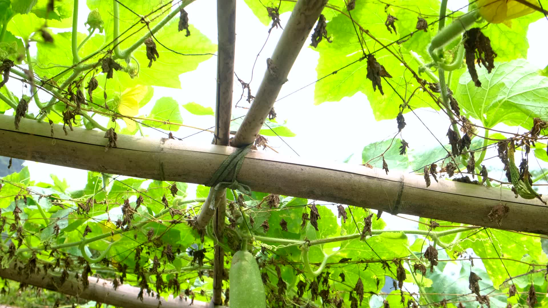秋天丰收的季节逆光拍摄蔬菜瓜果视频的预览图