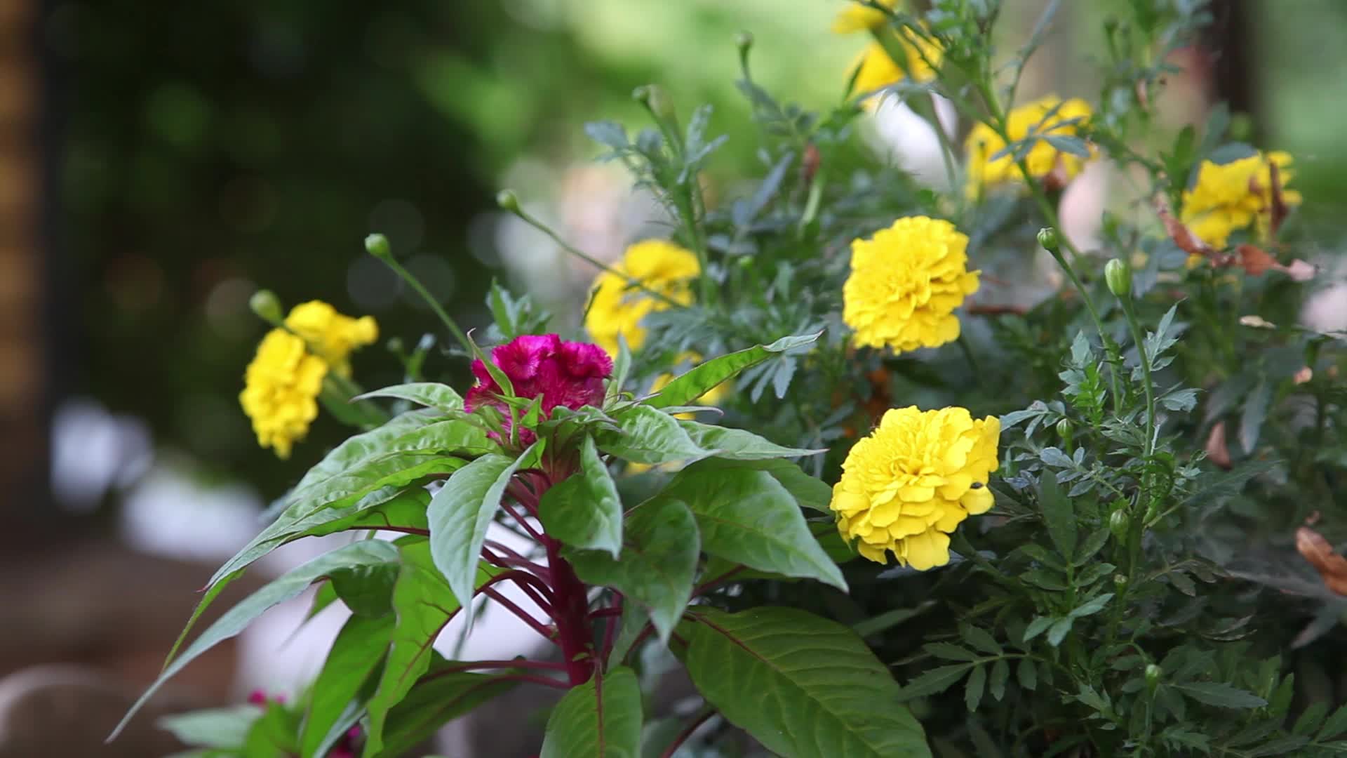 夏天的花朵视频的预览图