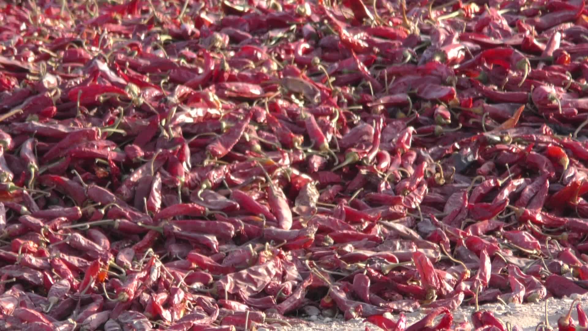 沙枣树红辣椒抗风沙树木戈壁滩植物实拍视频视频的预览图
