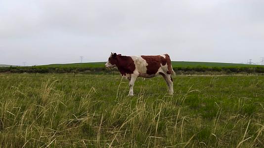 4k高清金秋的草原上悠闲吃草的牛群视频的预览图