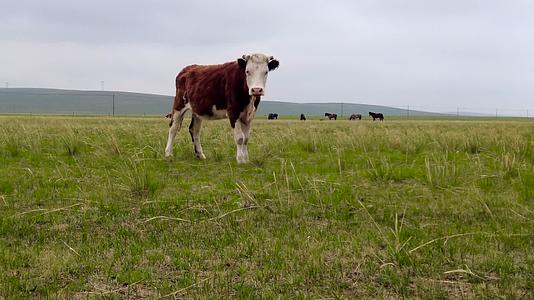 4k内蒙古金秋的草原上悠闲吃草的牛群视频的预览图