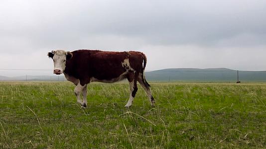 4k呼伦贝尔金秋的草原上悠闲吃草的牛群视频的预览图