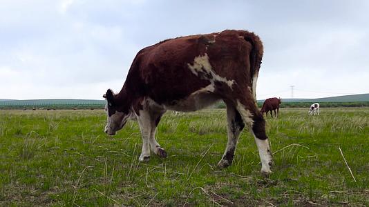 4k高清拍摄金秋的草原上悠闲吃草的牛群视频的预览图