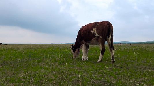 4k高清拍摄金秋的草原上悠闲吃草的牛群视频的预览图