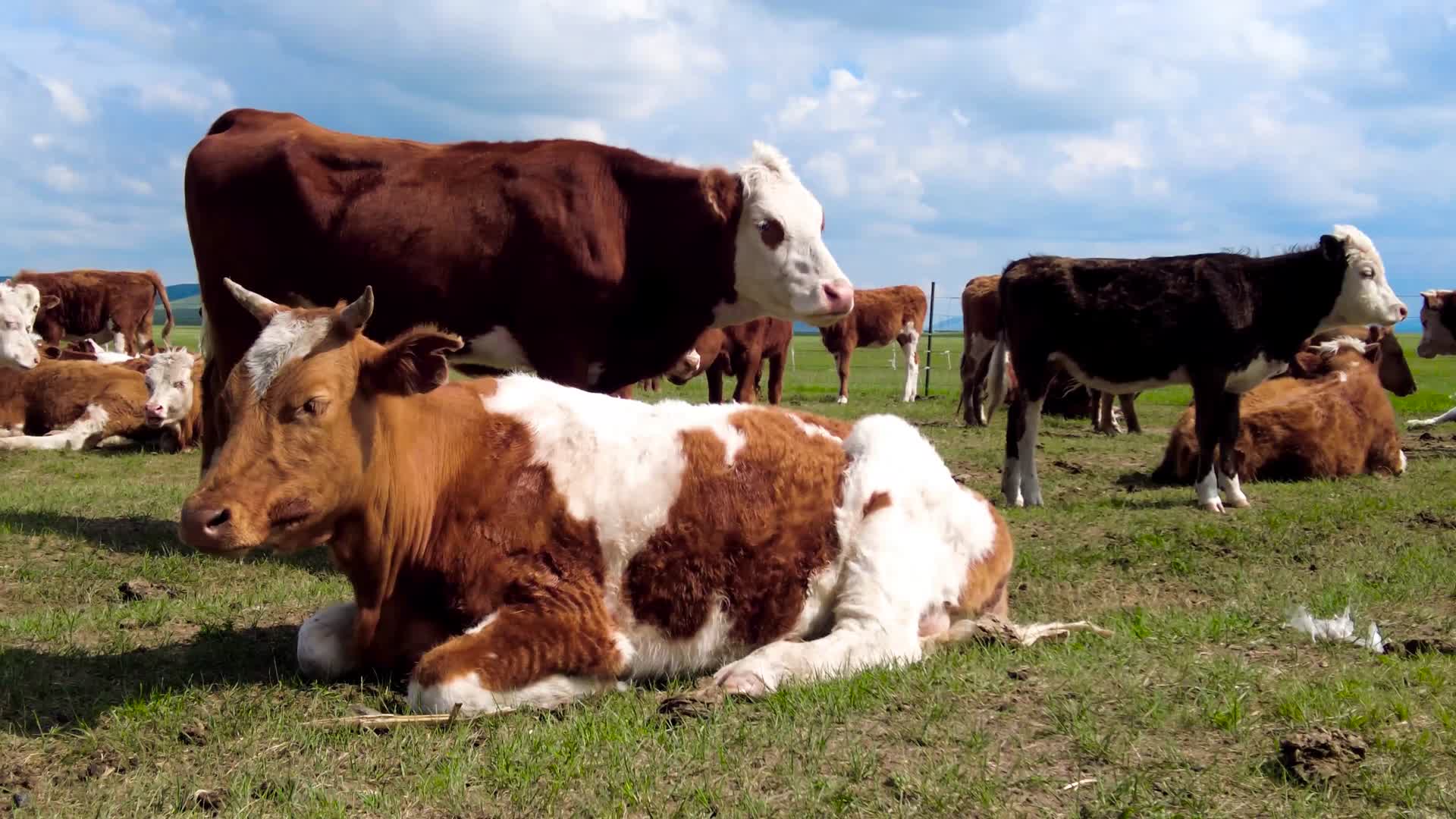 内蒙古草原上散落的牛群午后4k60帧实拍视频视频的预览图