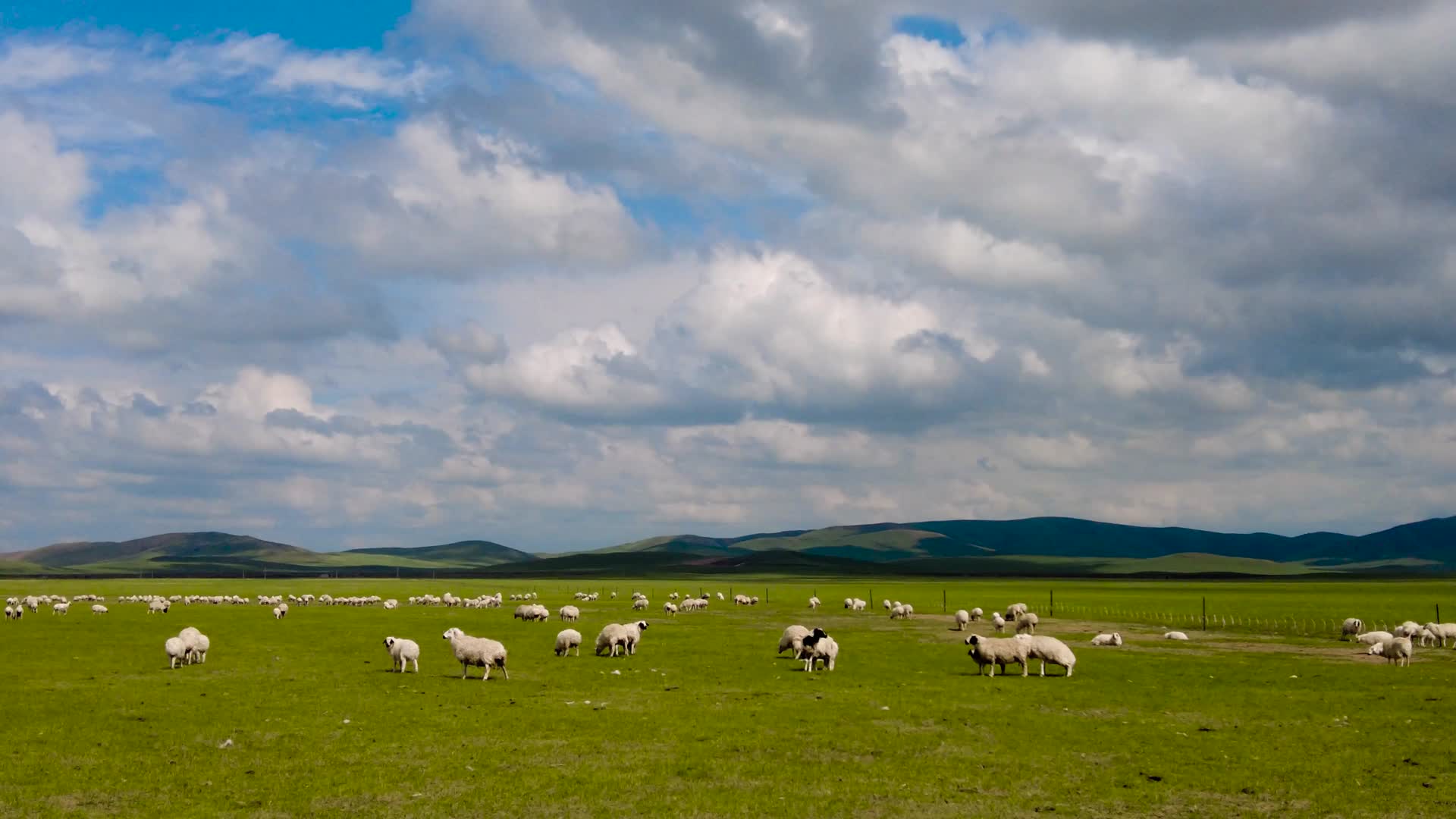 4k绿色的草原上散落的羊群视频的预览图