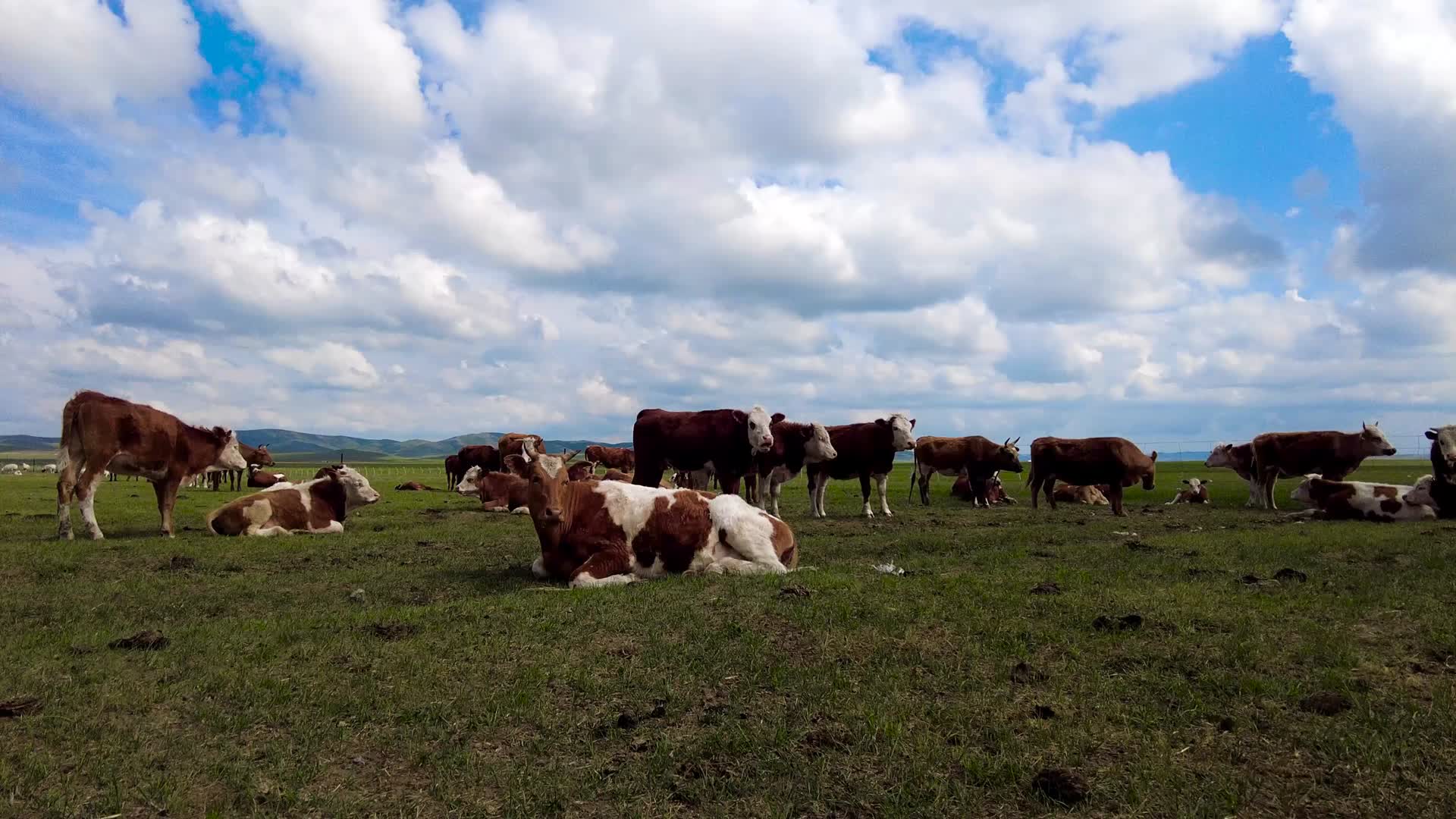 4k超高清拍摄内蒙古碧绿草原上的牛群视频的预览图