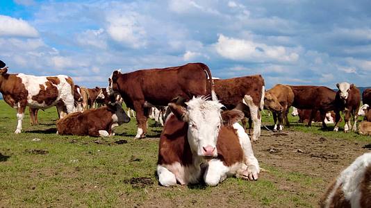 4k超高清拍摄内蒙古碧绿草原上的牛群视频的预览图