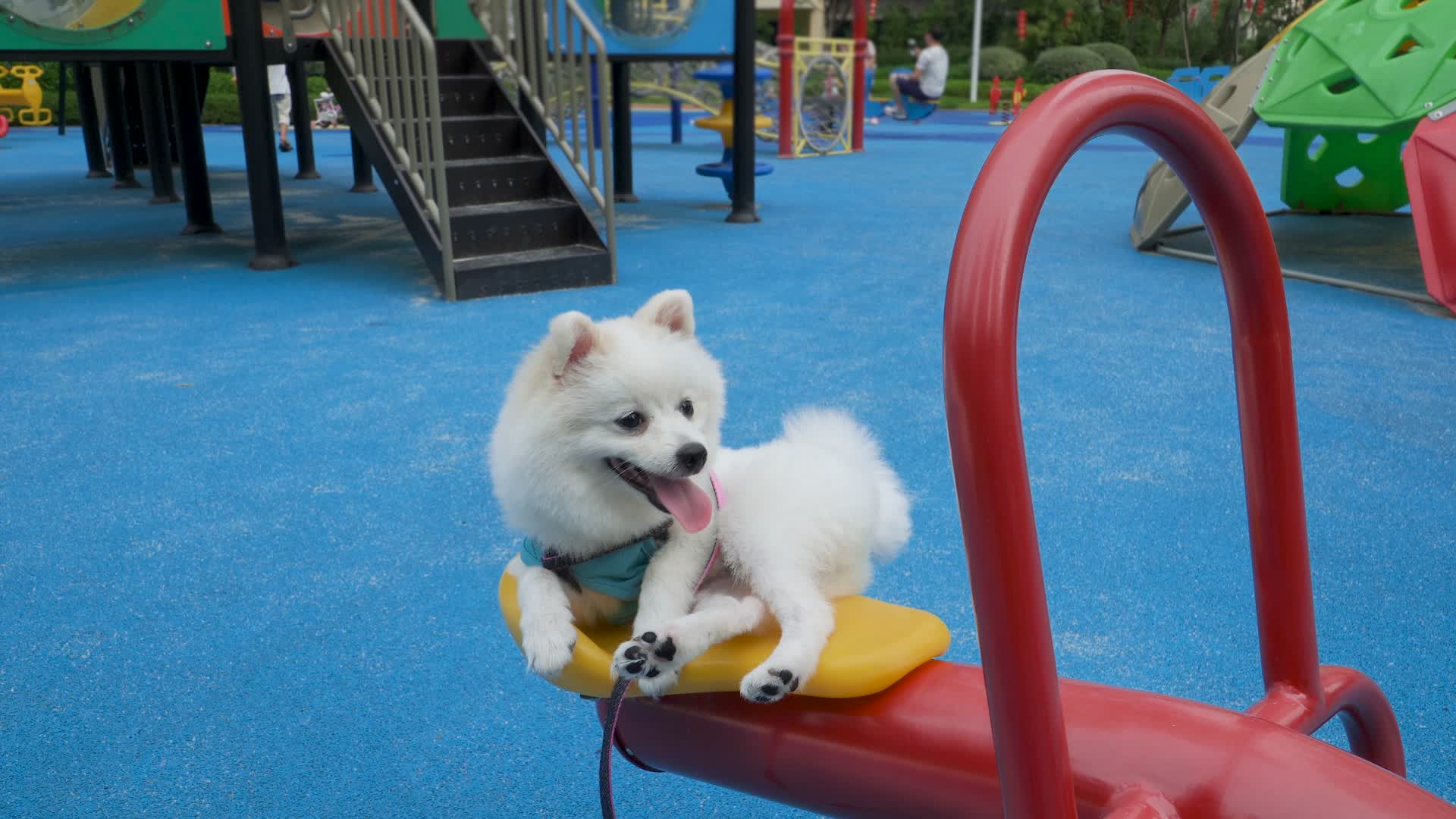 在游乐场玩耍的白色博美犬视频的预览图