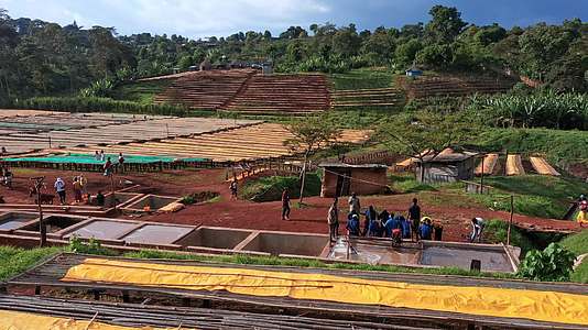 非洲埃塞俄比亚咖啡加工厂工人劳动航拍视频视频的预览图