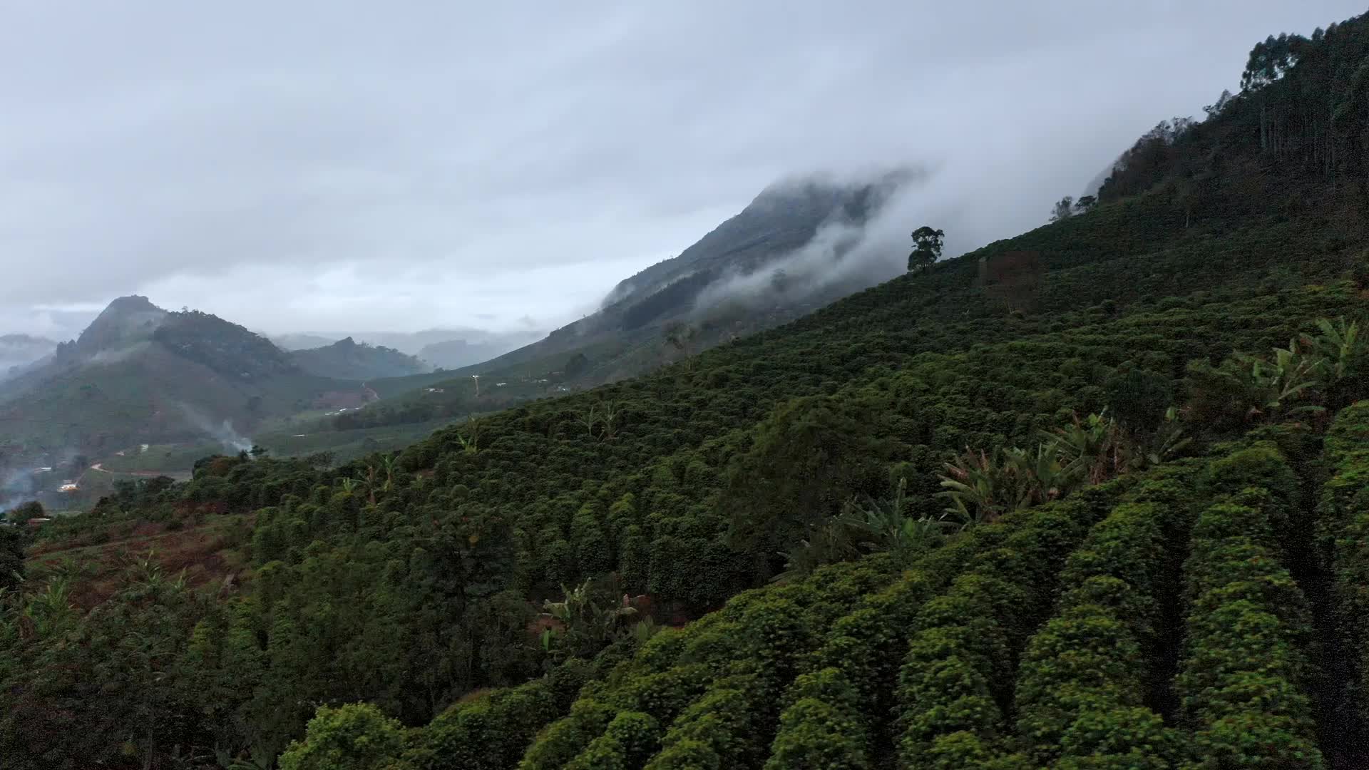 巴西咖啡种植园航拍视频的预览图