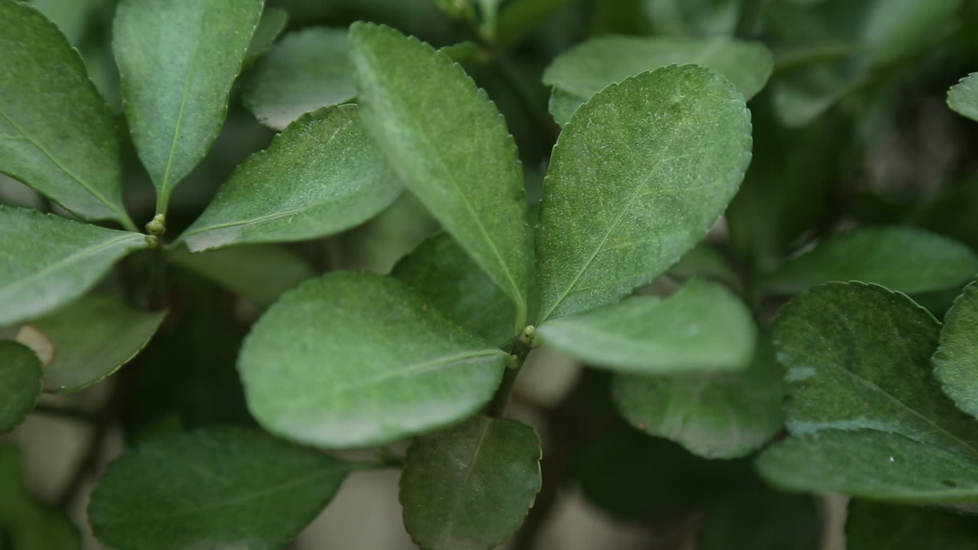 绿色植物冬青视频的预览图