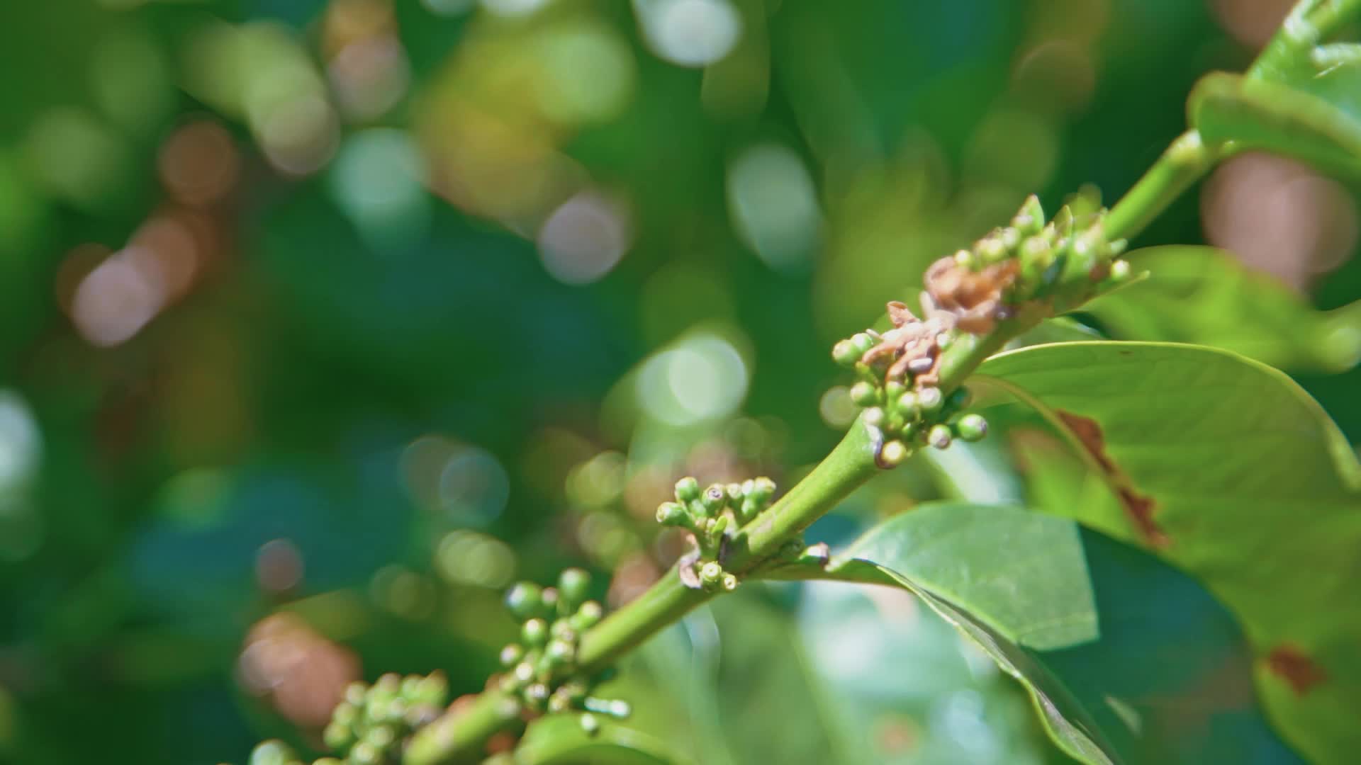 咖啡农作物种植视频的预览图