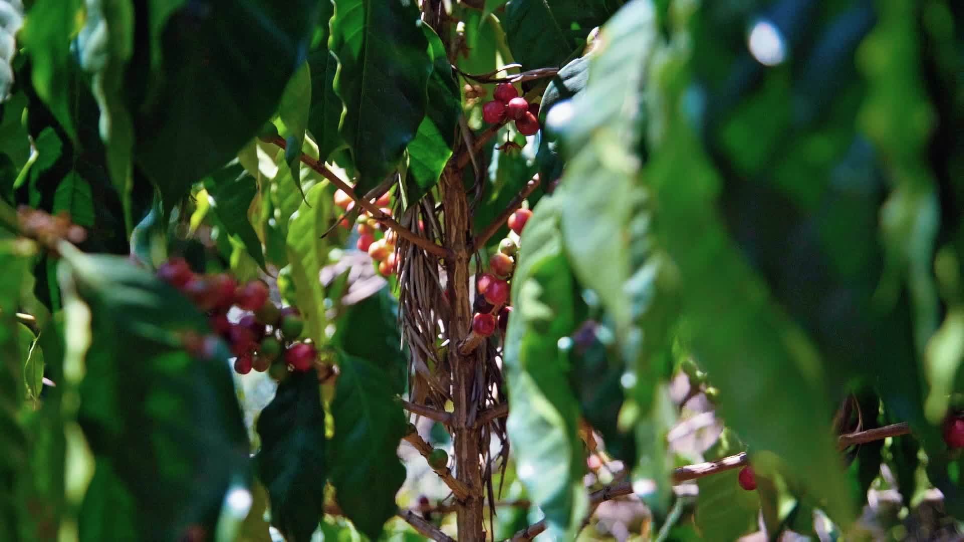 咖啡农作物种植实拍视频视频的预览图