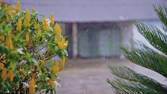 雨水中的鲜花下雨慢动作视频视频的预览图