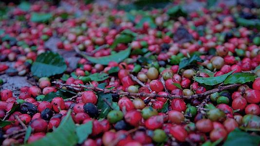 种植园红色的咖啡豆视频的预览图