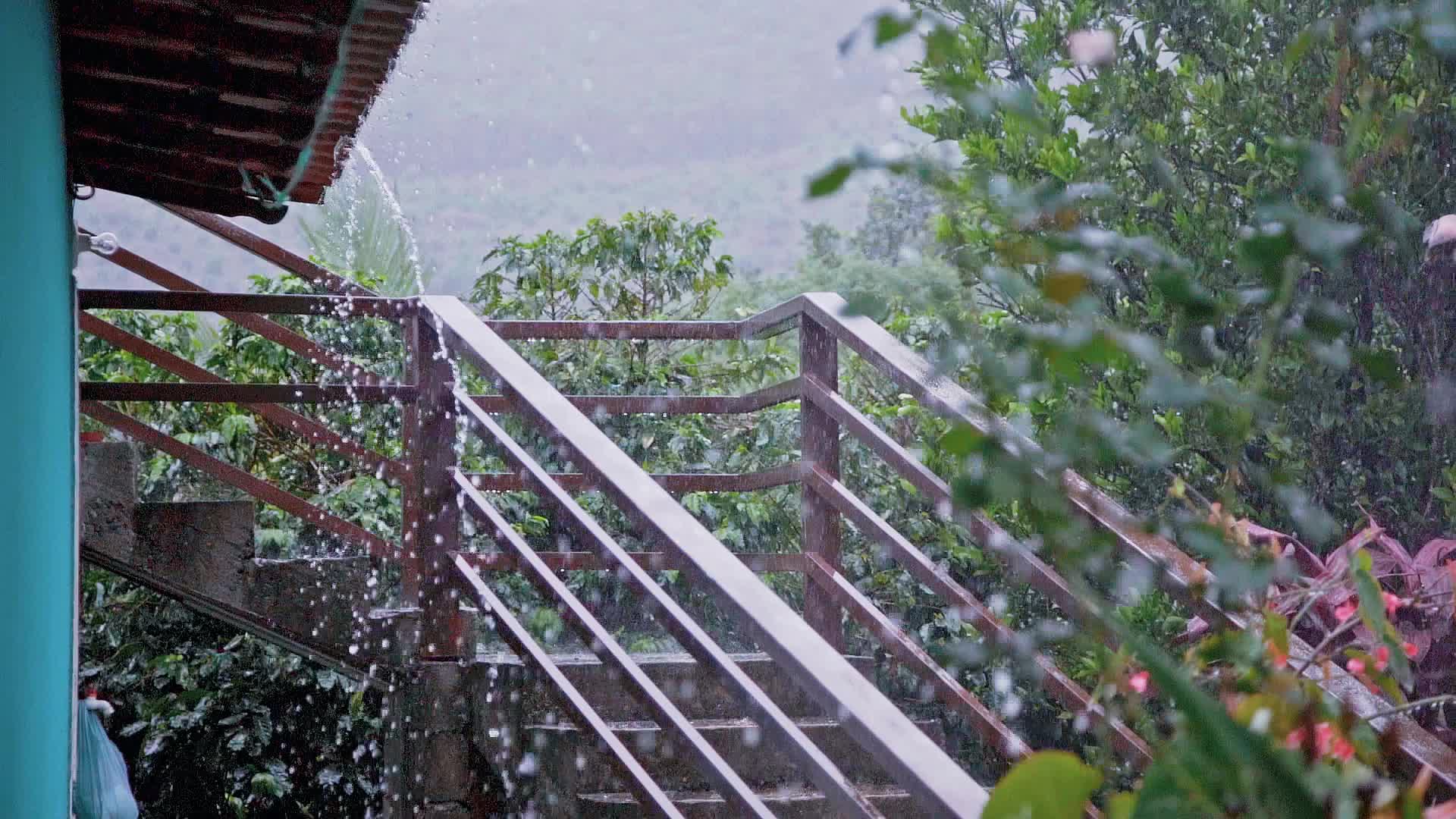 雨水中的鲜花下雨慢动作视频视频的预览图