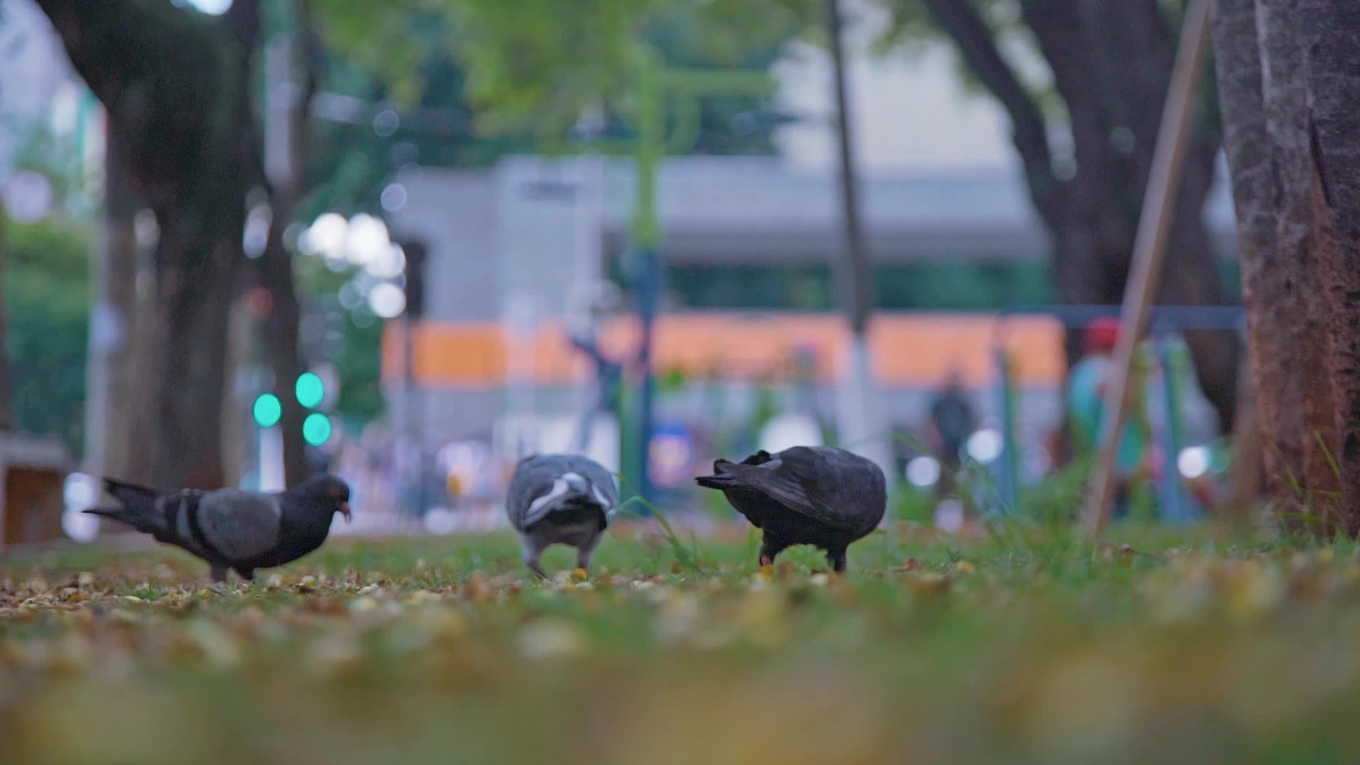 城市公园里的鸽子慢动作视频视频的预览图