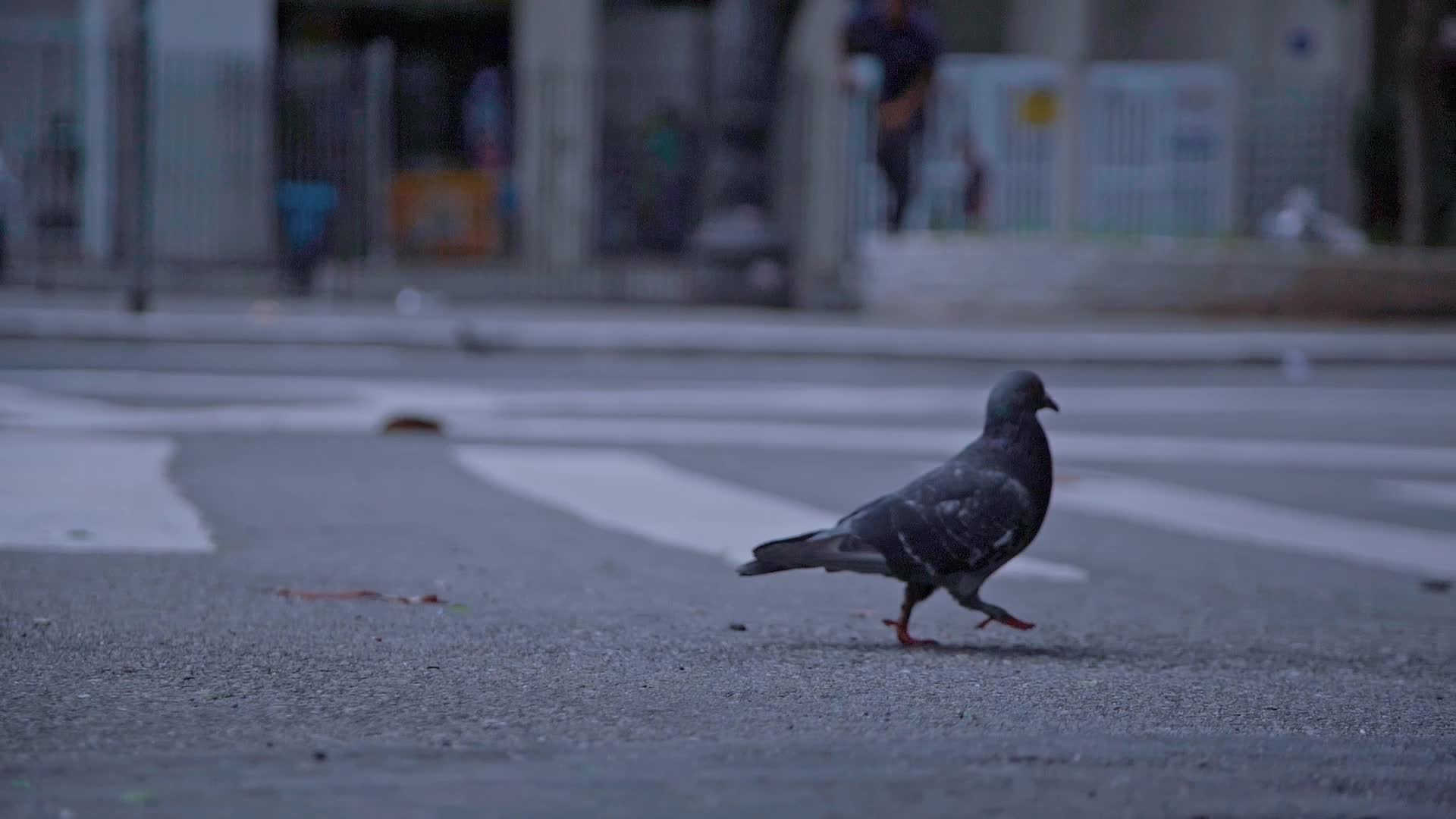 巴西圣保罗城市街道的鸽子慢动作视频视频的预览图