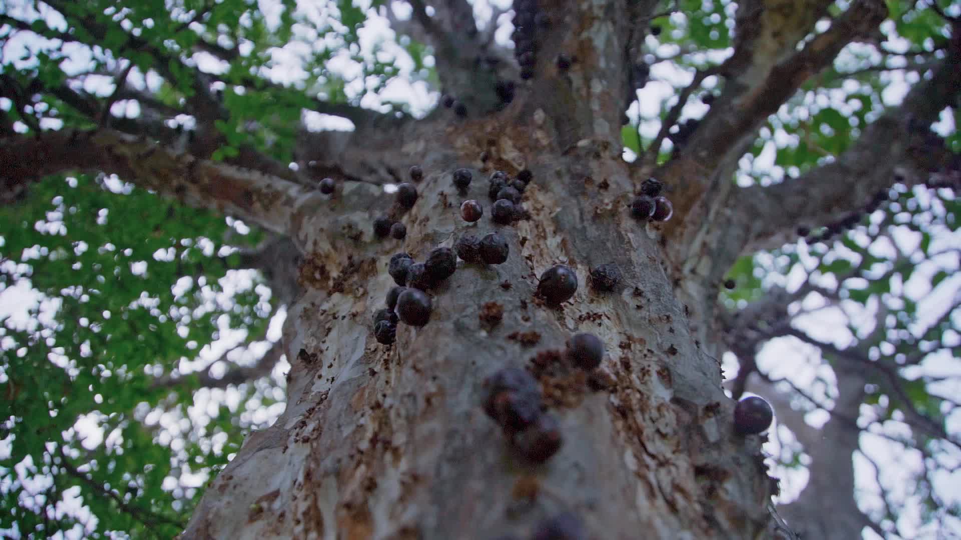 大树上结的果子视频视频的预览图
