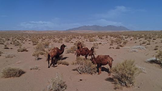 新疆隔壁沙漠骆驼自然风貌航拍视频视频的预览图