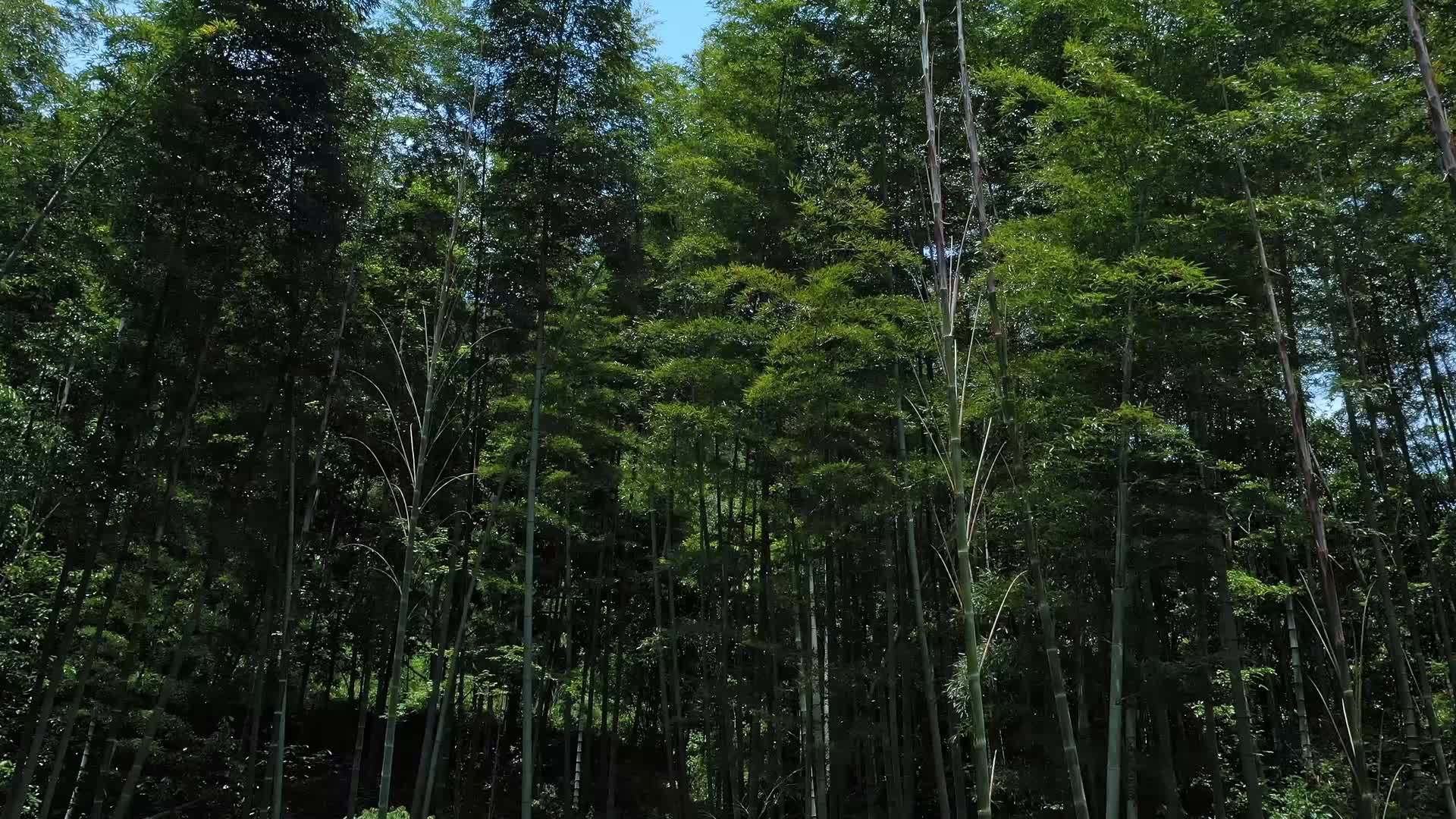 中国美丽自然风光山川竹林云雾视频视频的预览图