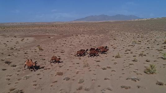 新疆隔壁沙漠骆驼自然风貌航拍视频视频的预览图