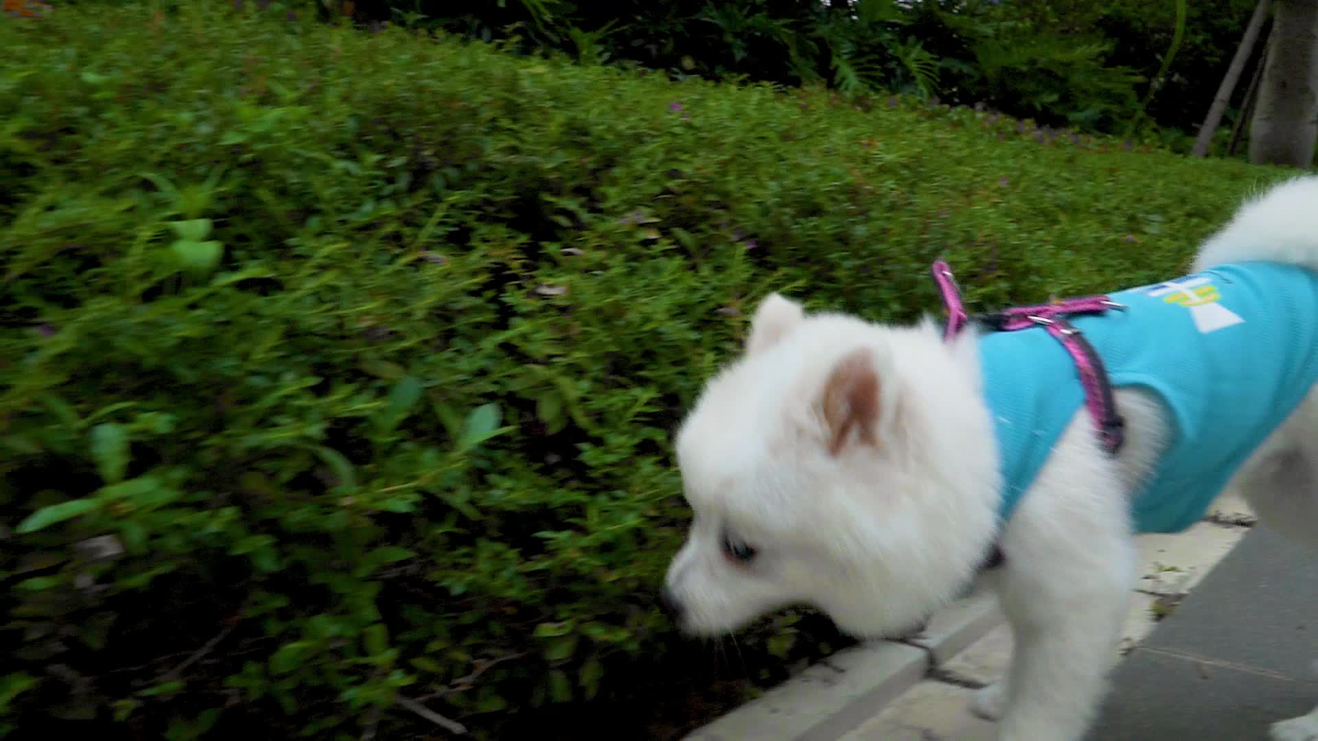 在小区玩耍的白色博美犬视频的预览图