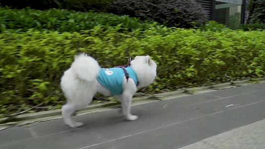 在小区玩耍的白色博美犬视频的预览图