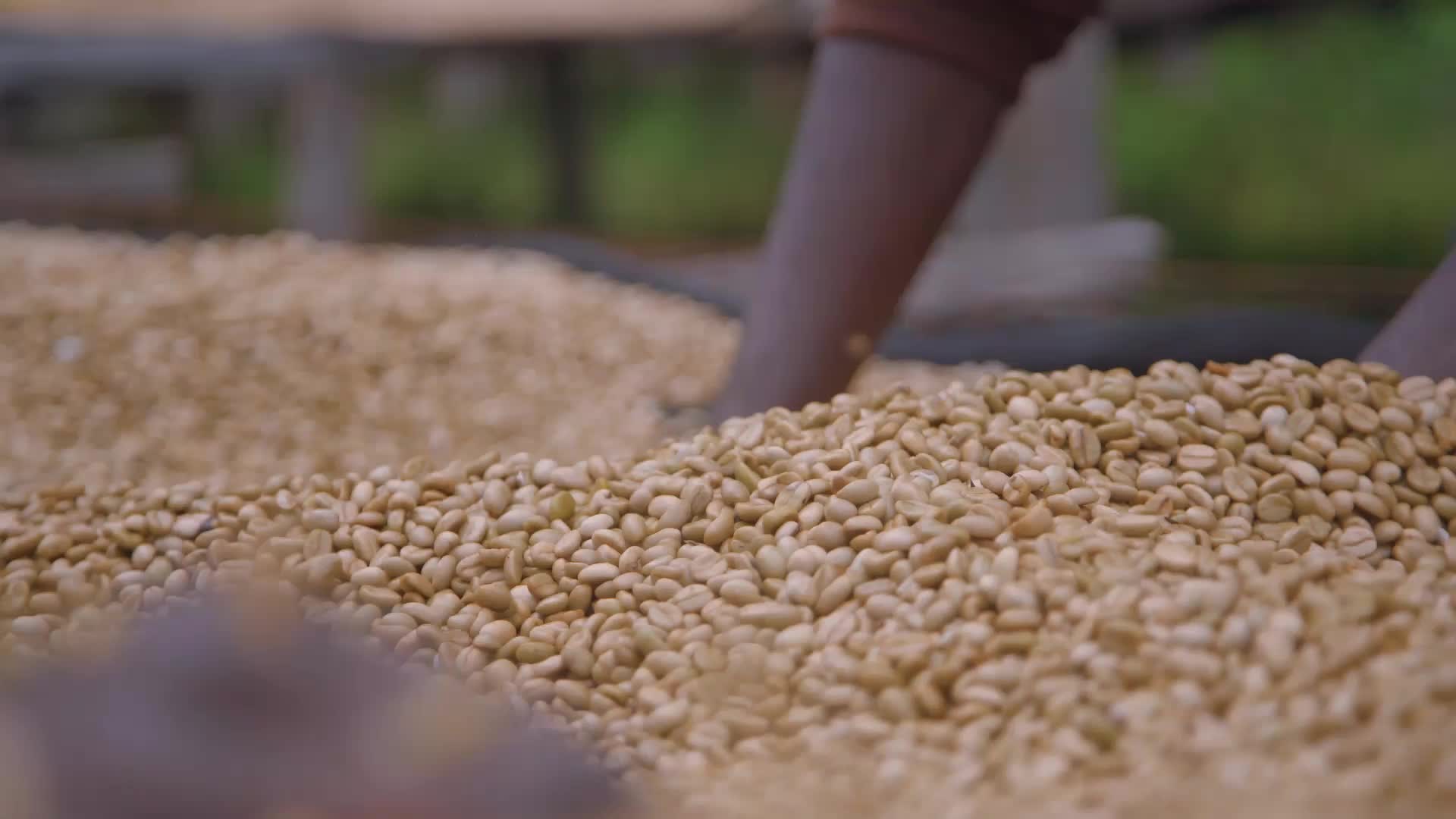 非洲埃塞俄比亚咖啡豆晒场视频视频的预览图