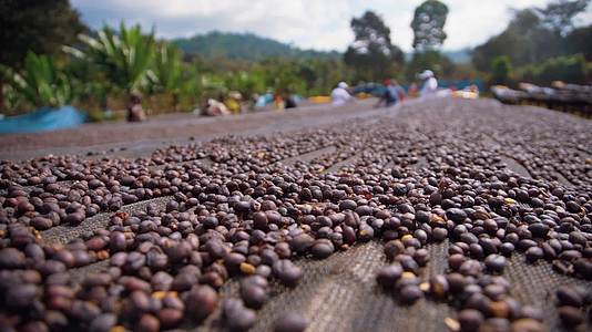 非洲埃塞俄比亚咖啡豆晒场视频视频的预览图