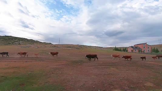 新疆北疆公路风景牛羊群视频的预览图