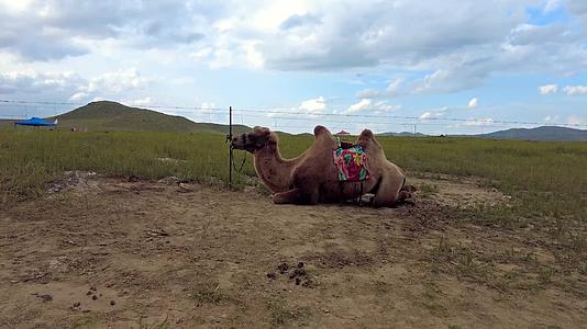 4k60帧拍摄在内蒙古锡林郭勒草原上专供游人骑乘的骆驼视频的预览图