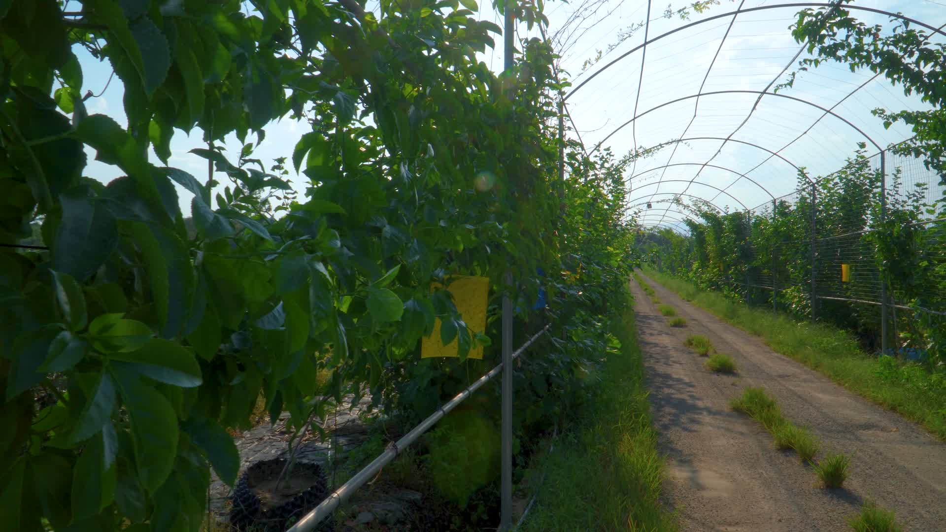 百香果种植园视频的预览图