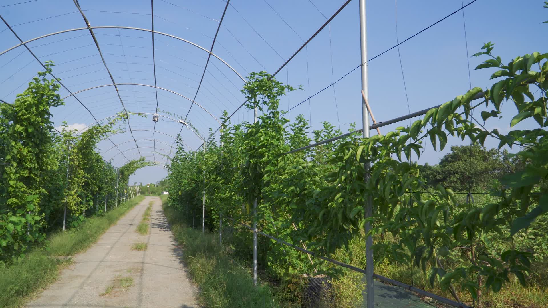 百香果种植园视频的预览图