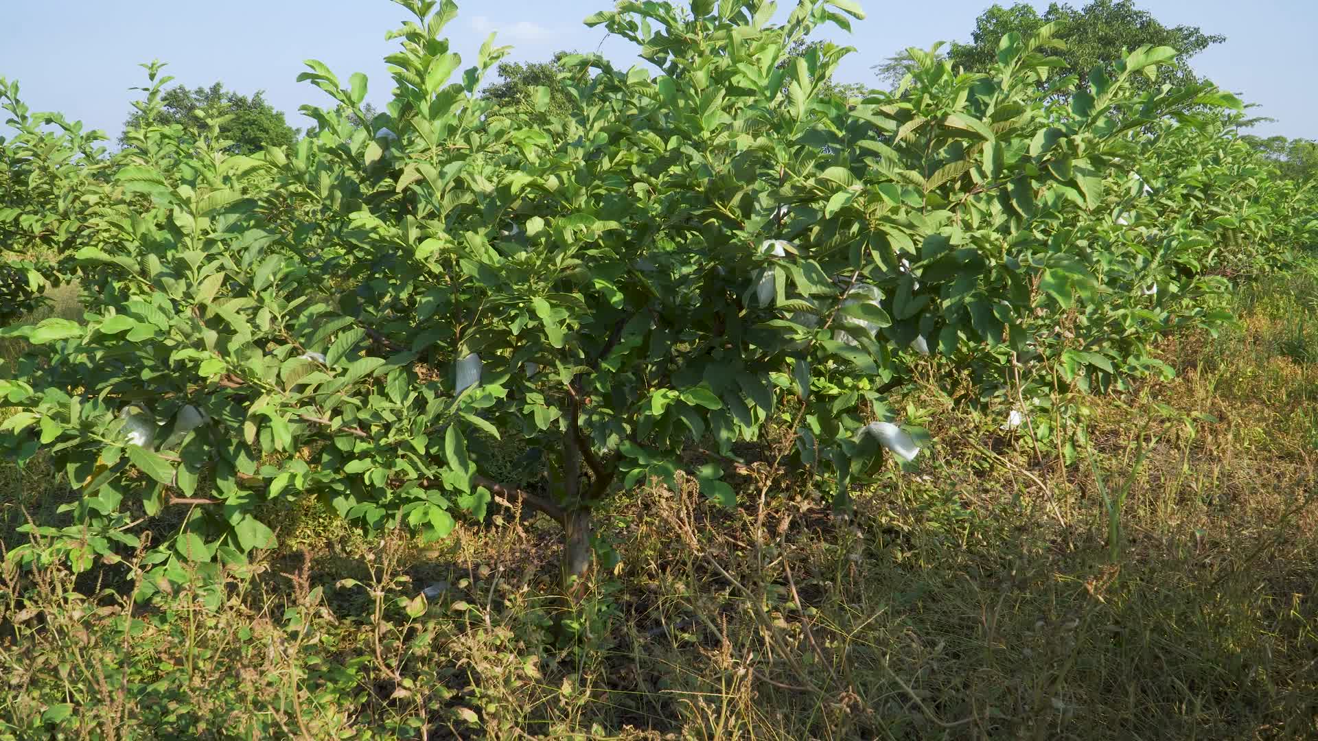 番石榴种植园视频的预览图
