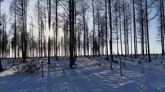 阳光森林雪地视频的预览图