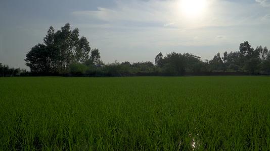 夕阳下的稻田风景视频的预览图