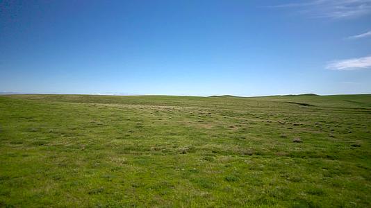 内蒙古蓝天下的碧绿草原和散落在草原上的牛群午后5k超高清航拍视频视频的预览图