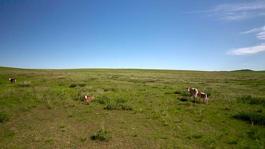 5k超高清拍摄内蒙古碧绿草原上的牛群视频的预览图