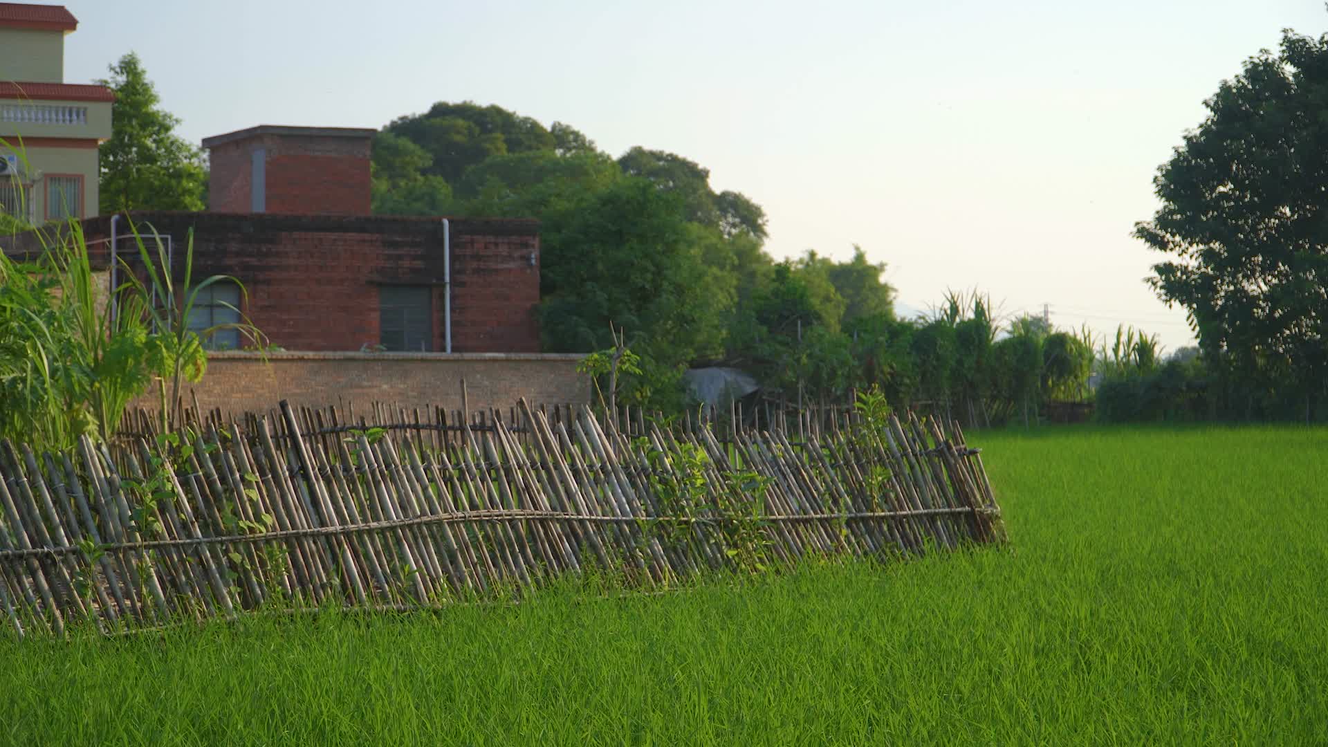 夕阳下的稻田和房屋视频的预览图