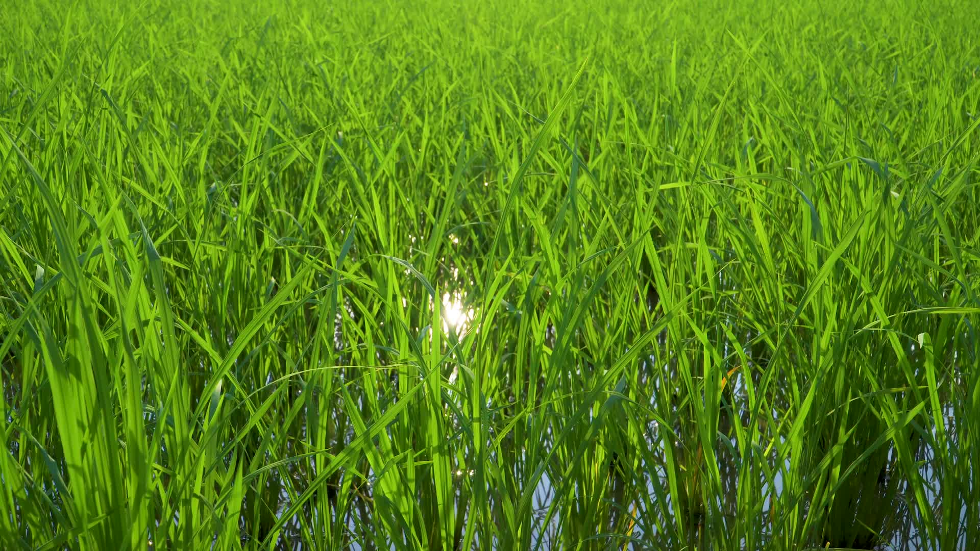 夕阳下的稻田视频的预览图