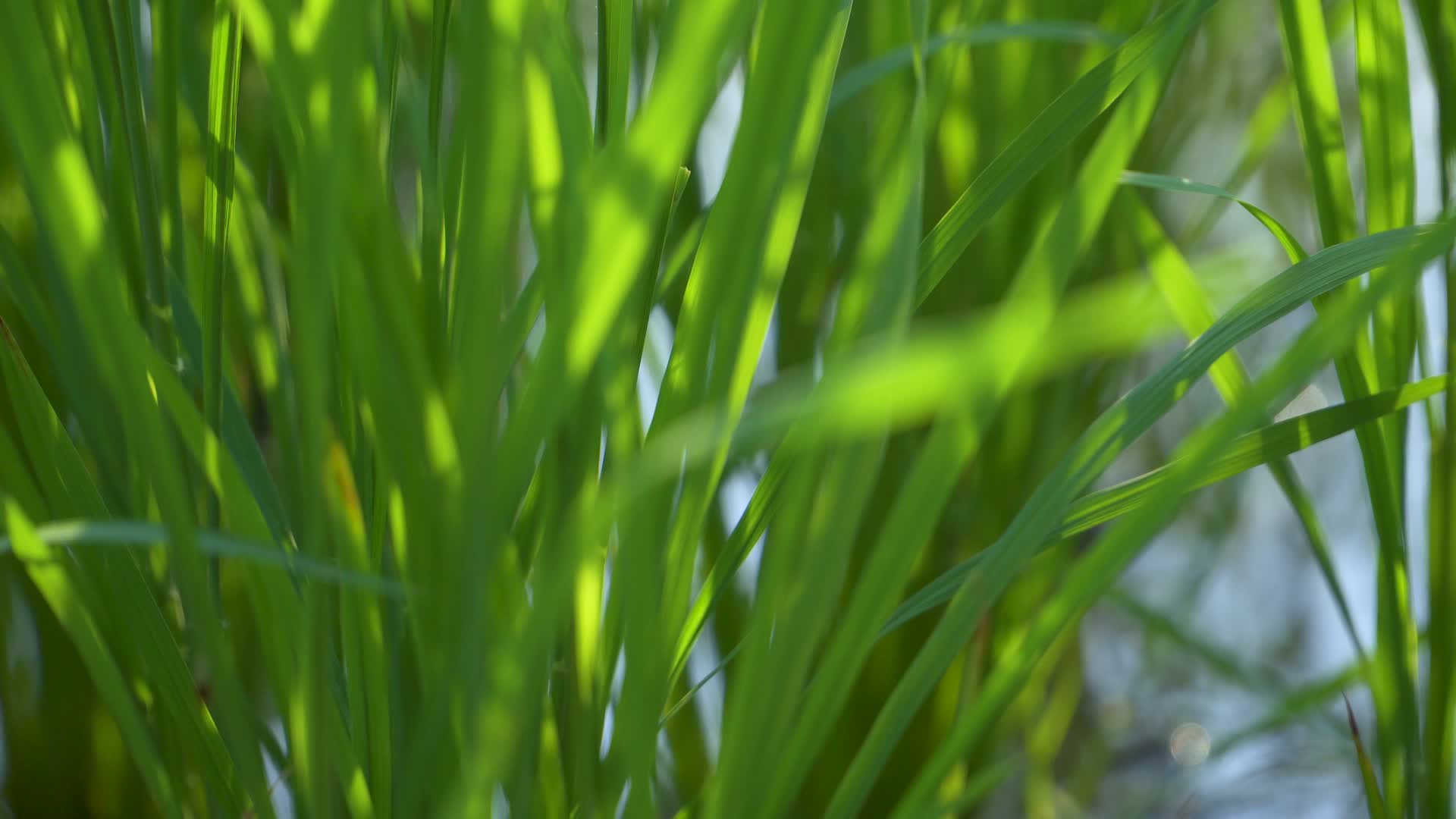 夕阳下的稻田视频的预览图
