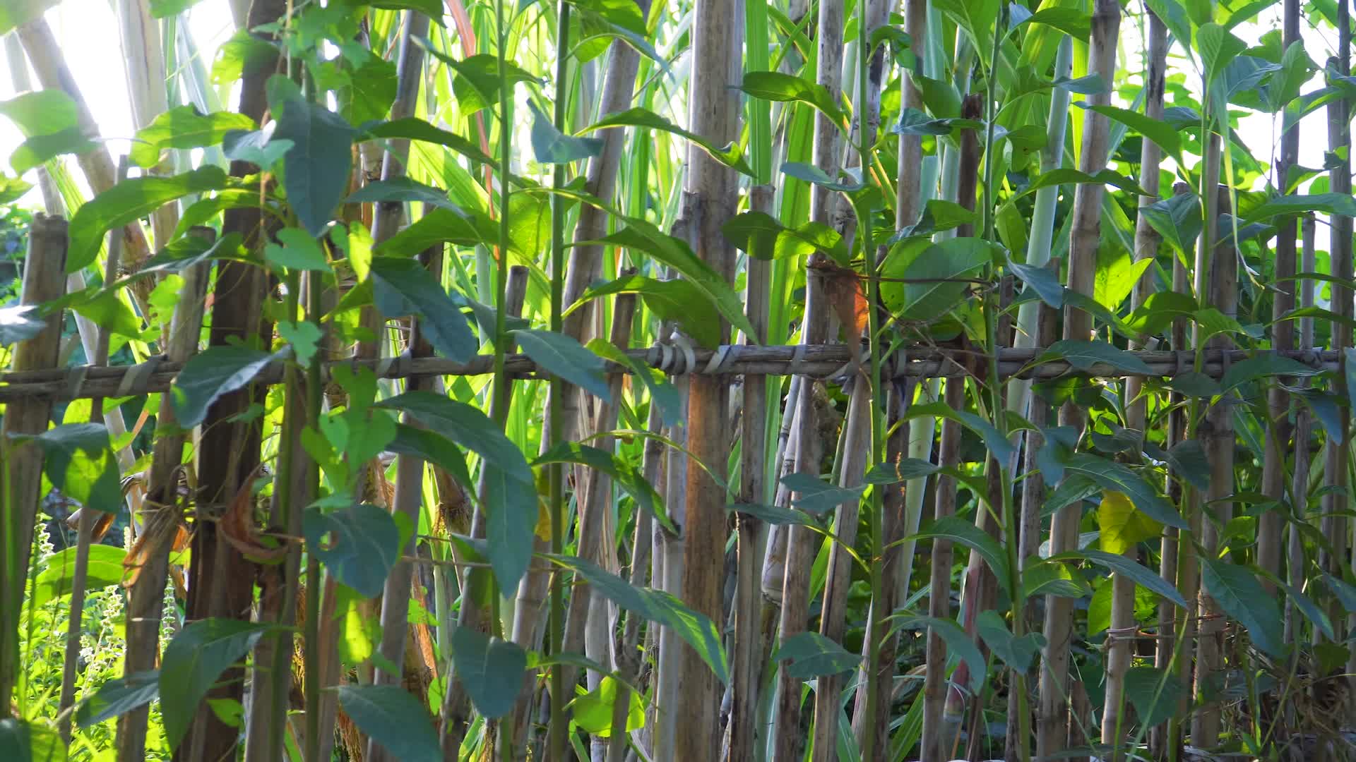 夕阳下的甘蔗林和篱笆视频的预览图