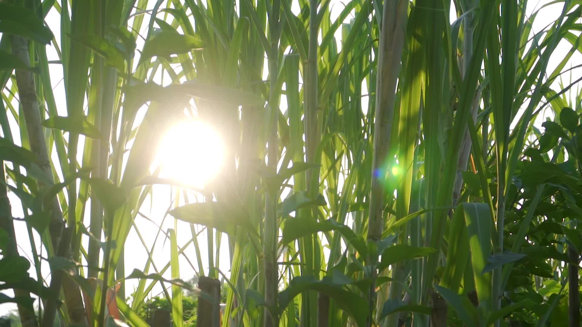 夕阳下的甘蔗林视频的预览图